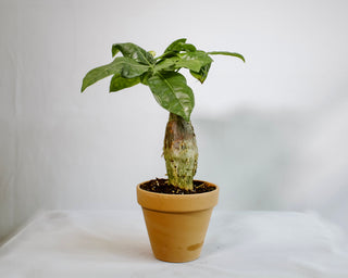 empty money tree Pachira Aquatica “Money Tree” – RUDO PLANTS & HOME