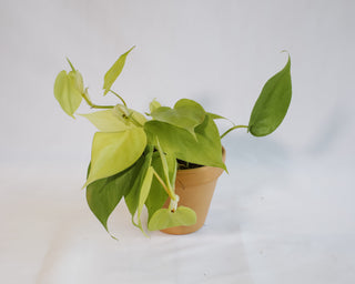 philodendron hederaceum lemon lime care Philodendron Hederaceum “Lemon Lime” – RUDO PLANTS & HOME