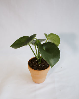 Peperomia Polybotrya “Raindrop”