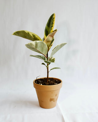 Ficus Elastica “Tineke”