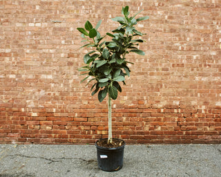 Ficus Benghalensis “Audrey”