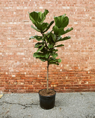 Ficus Lyrata “Fiddle Leaf Fig”