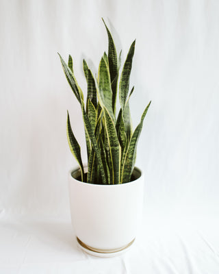 dracaena trifasciata Dracaena Trifasciata “Snake Plant”