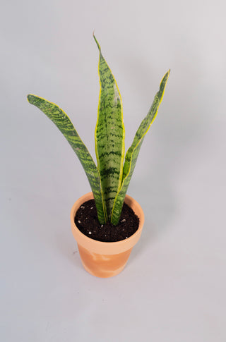 dracaena trifasciata varieties Dracaena Trifasciata “Snake Plant” – RUDO PLANTS & HOME