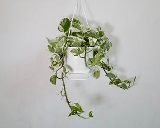 Pothos “Pearls & Jade”