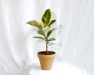 Ficus Elastica “Tineke”