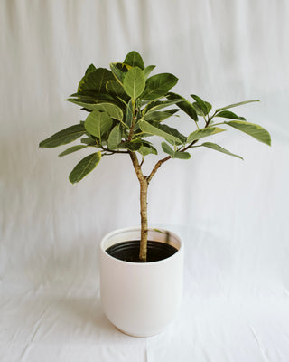 Ficus “Altissima”