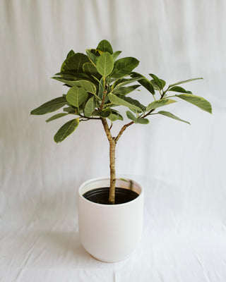 ficus altissima pet safe Ficus “Altissima” – RUDO PLANTS & HOME