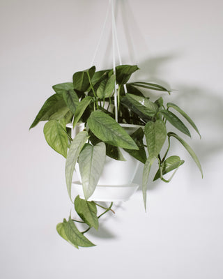 Epipremnum Pinnatum “Cebu Blue Pothos”