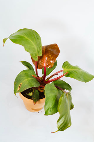philodendron mccolley Philodendron McColley's Finale – RUDO PLANTS & HOME