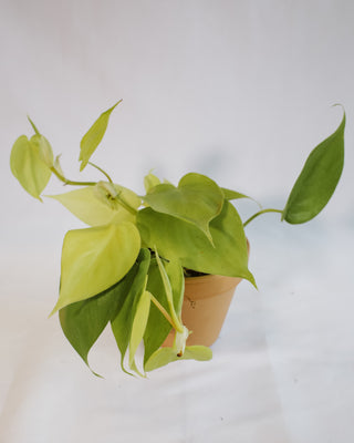philodendron heredaceum Philodendron Hederaceum “Lemon Lime” – RUDO PLANTS & HOME