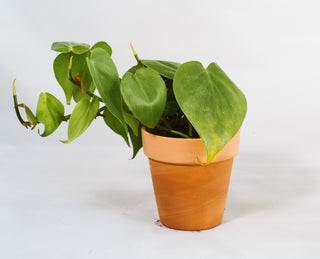 Philodendron Hederaceum “Heartleaf”