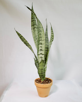 dracaena trifasciata succulent Dracaena Trifasciata “Snake Plant” – RUDO PLANTS & HOME