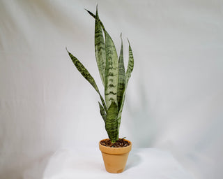dracena snake plant Dracaena Trifasciata “Snake Plant” – RUDO PLANTS & HOME
