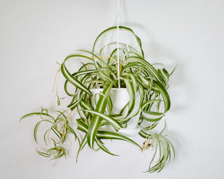 Chlorophytum Comosum ‘Bonnie’ “Spider Plant Bonnie”