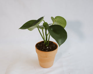 Peperomia Polybotrya “Raindrop”