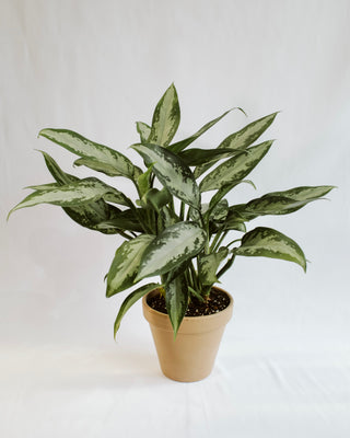 aglaonema silver queen vs silver bay Aglaonema Silver Bay – RUDO PLANTS & HOME