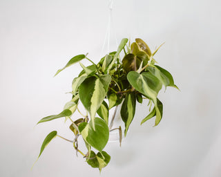 philodendron hederaceum 'brasil Philodendron Hederaceum “Brasil” – RUDO PLANTS & HOME