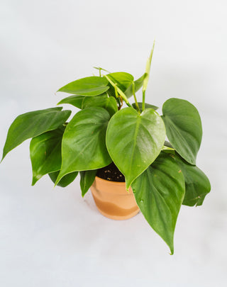 Philodendron Hederaceum “Heartleaf”