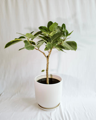 Ficus “Altissima”