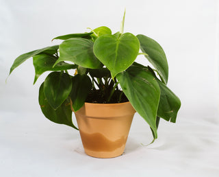 Philodendron Hederaceum “Heartleaf”